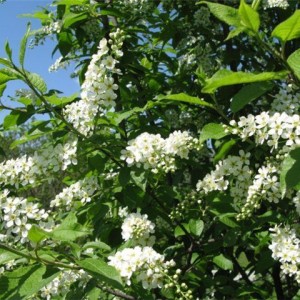 Черемуха обыкновенная Шлосс Тифурт (Schloss Tiefurt)