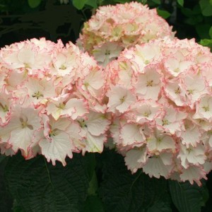 Гортензия Клеопатра (крупнолистная) (Cleopatra)
