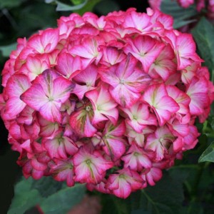 Гортензия Мэджикал Орнамент (крупнолистная) (Magical Ornament)