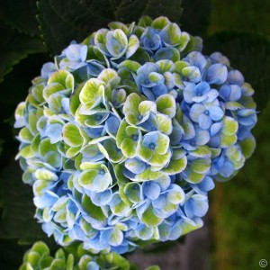 Гортензия Мэджикал Революшн (Magical Revolution) (крупнолистная)