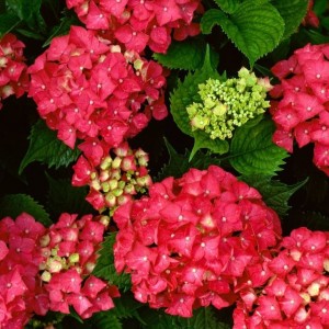 Гортензия Ред Энджел (Red Angel) (крупнолистная)