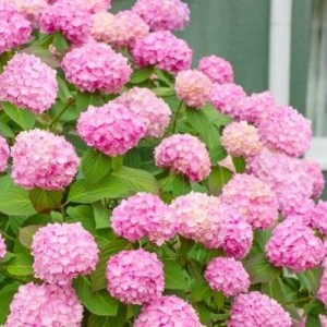 Гортензия Уайт Пинк (White Pink) (крупнолистная)