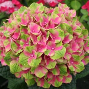 Гортензия Мэджикал Аметист (Magical Amethyst) (крупнолистная)