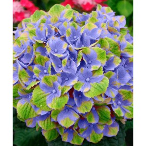 Гортензия Мэджикал Аметист Блю (Magical Amethyst blue) (крупнолистная)