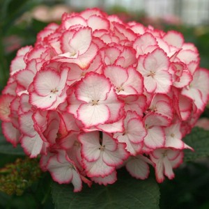 Гортензия Мэджикал Колор Дрим (Magical Color Dream) (крупнолистная)