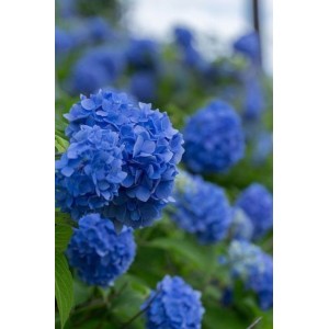 Гортензия Мэджикал Дэйдрим (Magical Daydream) (крупнолистная)