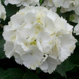 Гортензия Вайт Вондер (White Wonder) (крупнолистная)