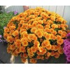 Саженец хризантемы мультифлора Молфетта Оранж (Molfetta Orange) (Оранжевая): фото и описание