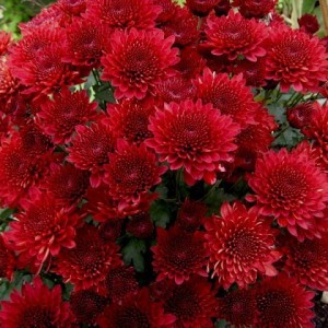 Хризантема Бранхилл Ред (Branhill Red) (мультифлора/бордовая)