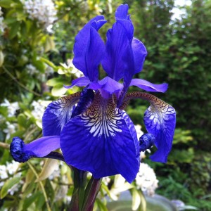 Ирис сибирский Блю Кинг (Blue King)