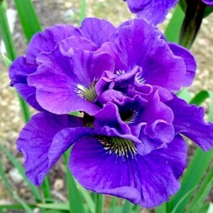 Ирис сибирский Конкорд Крус (Concord Crus)