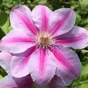 Клематис Бис Джубили (Bees Jubilee)