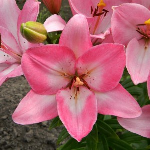 Лилия Албуфейра (Albufeira) ЛА - гибрид