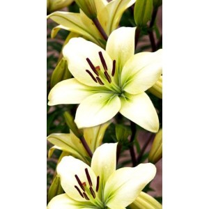 Лилия Курьер (Courier)