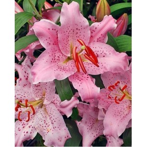 Лилия Кёрли Сью (Curly Sue) Восточный гибрид