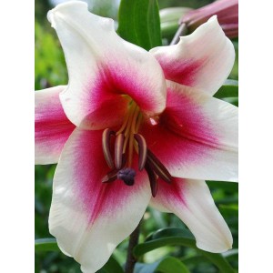 Лилия Гарден Плежер (Garden Pleasure) — ОТ-гибрид (Садовое удовольствие)