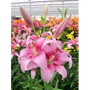 Лилия Пинк Браш (PINK BRUSH)