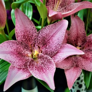 Лилия Свит Толк (Sweet Talk)