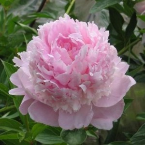 Пион Энджел Чикс (Angel Cheeks) - Р