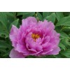 Саженец пиона древовидный Эс Претти Аз Флауэр Энд Джейд (As pretty as flower and jade): фото и описание