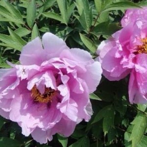 Пион древовидный Эс Претти Аз Флауэр Энд Джейд (As pretty as flower and jade)