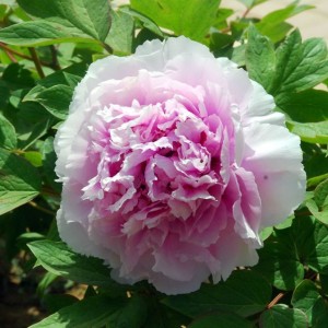 Пион древовидный Чарминг Сайтс Афтер Рейн (Charming Sights after Rain) - Р