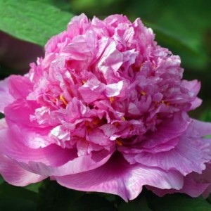 Пион древовидный Колорфул Пэйнтинг (Colorful Painting) - Р