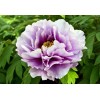 Саженец пиона древовидный Эксель Хемп Скарф Пурпл (Excel Hemp Scarf Purple): фото и описание