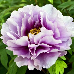 Пион древовидный Эксел Хемп Скарф Пёрпл (Excel Hemp Scarf Purple)