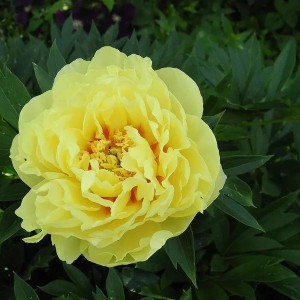 Пион древовидный Голден Айлз (Golden Isles)