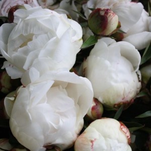 Пион Эльза Сасс (Elsa Sass) - Б