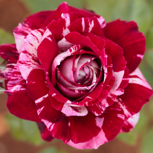 Роза Арроу Фолиес (Arrow Follies) (спрей)