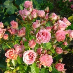 Роза Литтл Дрим (Little Dream) (спрей)