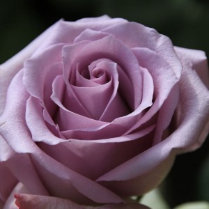 Роза Оушен Сонг (Ocean Song) (чайно-гибридная)