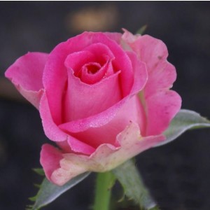 Роза Топаз (Topaz) (чайно-гибридная)