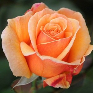 Роза Вуду (Voodoo)