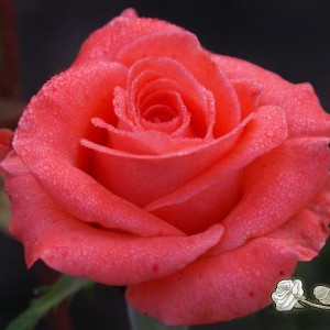 Роза Вау (Wow) (чайно-гибридная)