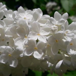 Сирень Аваланш (Avalanche)