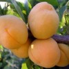 Саженец Абрикоса Янтарь Поволжья: фото и описание