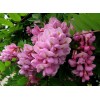 Саженец акации розовой (Робиния) Макрофила (Macrophylla): фото и описание