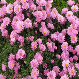 Астра Розовый осенний привет