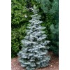Саженец Ели Голубая Мисти Блу (Misty Blue) от 150 см: фото и описание