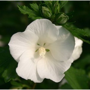 Гибискус Тотус Албус (Totus Albus)