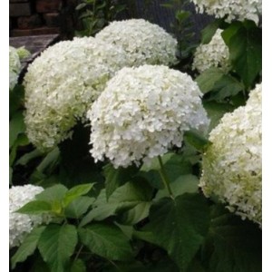 Гортензия Баунти (Bounty) (древовидная)
