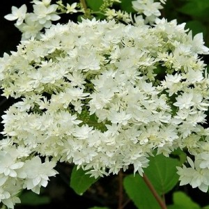 Гортензия Хейс Старбёрст (Hayes Starburst) (древовидная)