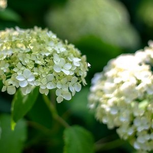 Гортензия Инкредибол (Incrediball) (древовидная)