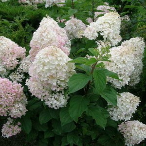 Гортензия Сильвер Доллар (Silver Dollar) (метельчатая)