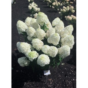 Гортензия Саммер Сноу (Summer Snow) (метельчатая)