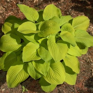 Хоста Аугуст Мун (Аugust Moon)