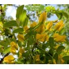 Саженцы акации (Карагана) Лорберги (Lorbergii) - 5 шт.: фото и описание